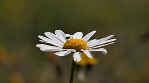 Marguerite, Flower, Blossom