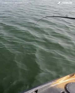 With Fishbrain you can see where to fish, when to fish and what gear and bait to fish with for the best chance of success. | Fishbrain