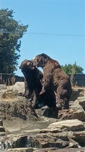 Bears - Shall we dance? #zooanimals
