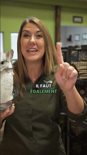 Les chinchillas sont adorables, mais ils demandent beaucoup d’attention !