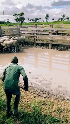 Herding Sheep in a Rural Setting with Expert Skills