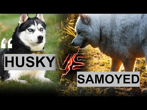 Samoyed or Husky? The Key Differences Explained!