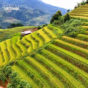 Ruộng bậc thang Mù Cang Chải - nét đẹp từ những điều bình dị 😍 | Amazing Vietnam