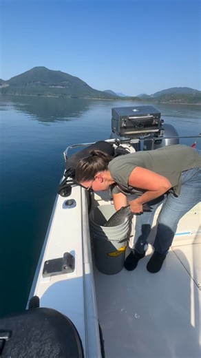 For years now during our ocean trips we’ve been collecting chinook and coho salmon DNA samples and administering pit tags to chinooks to aid in science gathering for DFO . Wherever possible we include our guests in this process and have fine tuned methods to inflict near zero harm to these released fish. The data back of our retuning tagged fish to streams is mind blowing and pretty exciting truly to see! . We’ve found having a deep net bag for the scoop so the salmon is not thrashing at the sid