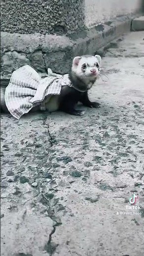 Fashion Icon? 💅 My ferret in a tiny skirt is everything you need to see today!