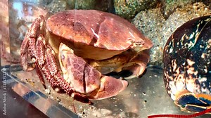 Large edible crab underwater in aquarium, moving mandibles.