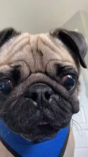 Cute Pug Drops in to Say Hello. 👋🏼