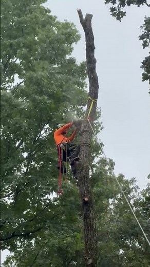Cleveland TX's Best Tree Removal Service