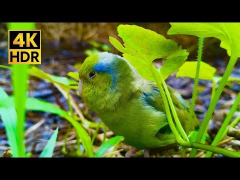 Hidden in Nature: 1 Hour of Tiny Parrotlet Chirps & Forest Ambiance