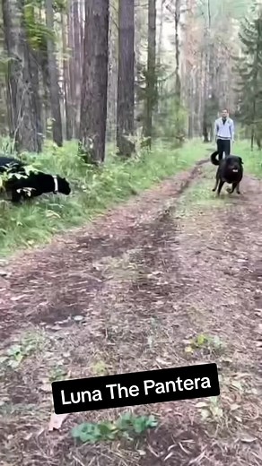 Big thanks to Luna The Panteras Parents for letting us film these awesome clips of the most beautiful panther! #panther #panthers #petsoftiktok #exoticpets #luna #rottweiler #rottweilersoftiktok