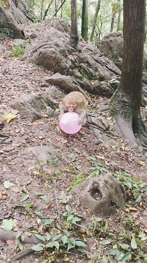 Monkey playing with balloons🐒🙊 #monkey #babymonkey #monkeyvideo #viralmonkey #viraldreel #funny #viralvideoシ #tranding | Krishna Kamal Das