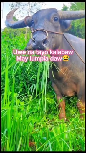 18K views · 154 reactions | May lumpia daw?  #marisolvillarosa #algorithminsights #funnyreels #funnyvideo #funnyshorts #algorithm #AlgorithmBoost #shortsreels #shortsviral | Marisol Los Melendrez Villarosa | Facebook