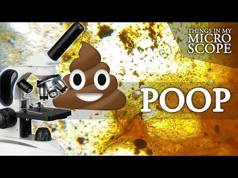 POOP UNDER MICROSCOPE - 100X 250X 1000X 4K