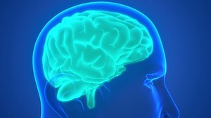 Central Organ Human Nervous System Brain Stock Footage Video (100% Royalty-free) 1090328677 | Shutterstock