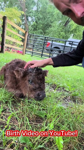 Curly Sue Welcomes New Baby Mini Highland Cow at Fluffy Feather Farm