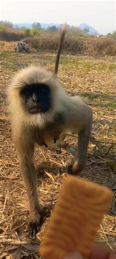 Curious Gray Langur Approaching Biscuit in Rural Field.