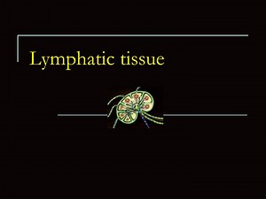 Lymphatic tissue - SlideServe