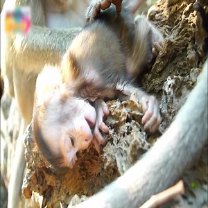 387K views · 3.3K reactions | Million Sad! Why Nino baby like this | Nino so weak lay down slowly.  | Monkey Life TV | Facebook