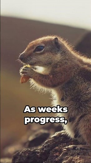 The Lifecycle of a Chipmunk from birth to adult #shorts