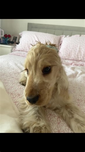 I whip my ear ponytail back and fourth😂 #puppydog #hair #cockerspaniel #fyp #foryoupage