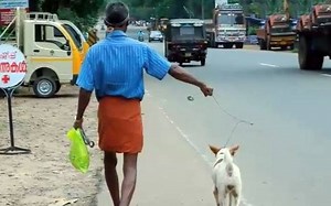 Kerala dog culling: Organisation set up to kill street dogs