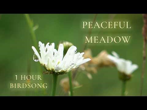 Peaceful Meadow 🌼 1 Hour Birdsong | Relaxing Nature Sounds & Summer Field Ambience