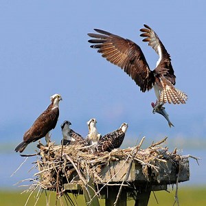 Osprey Hunting Fish And Feeding It’s Babies In The Wild Nest | Best Birds TV