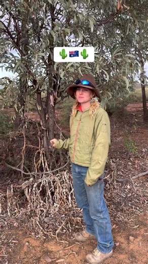 Organic Cactus Care: Solving the Horicea Cactus Problem