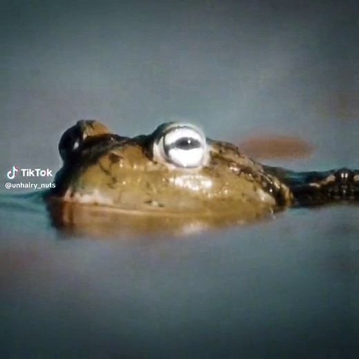 Funny Bullfrog Videos Compilation | Cute and Hilarious Frog Filler