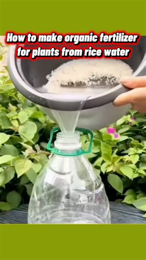 Make Organic Fertilizer from Rice Water 🌱 Free, Natural & Powerful for Plants! #short