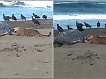 Wild jaguar eats leatherback turtle's head on beach