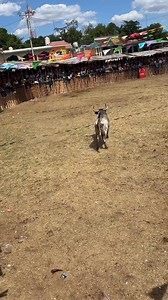327K views · 4.6K reactions | Las tradicionales corridas de toros,...