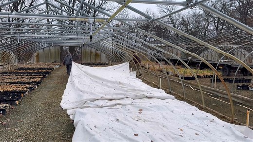 Tucking the hostas in for the winter. Hostas like blankets too. #hosta #hostas #midwestwinter | Hornbaker Gardens, Inc.