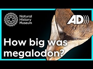 How big was megalodon, and how do we know? | Surprising Science (Audio Described)
