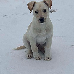 Appleton, WI - Labrador Retriever. Meet Kit a Pet for Adoption - AdoptaPet.com