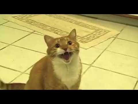 Is This the Shortest Video Ever?