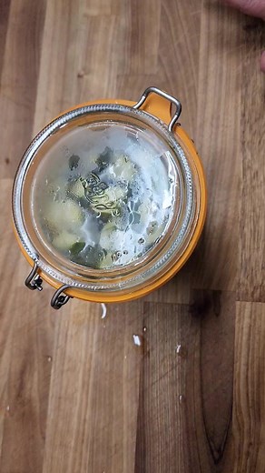 9.5K views · 251 reactions | Refrigerated Dill Pickles with pickling cucumbers, garlic cloves, fresh Dill and some simple spices. Quick pickles that are super crunchy and SO much flavor in no time! #pickles #easyrecipes #easyrecipe #cucumbers #dillpickles #homestead #homesteading | A Farmgirl's Kitchen | Facebook