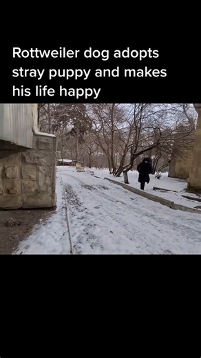 5.5K views · 85 reactions | M2010020 Rottweiler dog adopts stray puppy and makes his life happy #rescue #rescuedog #rescueanimals #animals #foryou #viral part1 | Indolore | Facebook