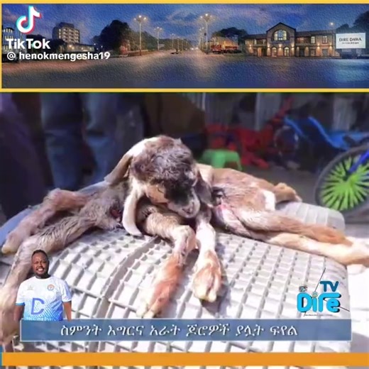 ሂሩት ድሬ (@beruk.herut)’s videos with original sound - ሔኖኬ የአያቱ ልጅ