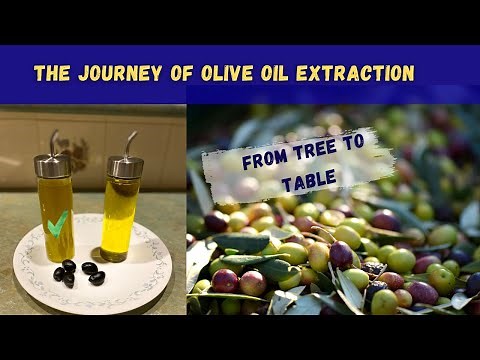 How to Extract Olive Oil: Step-by-Step Cold Press Method