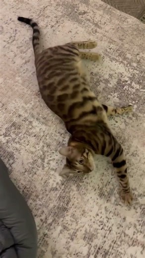 Funny bengal cat #bengalkitty #bengalcat #cute #cat #funny #cuteanimal #catsworld #kitten