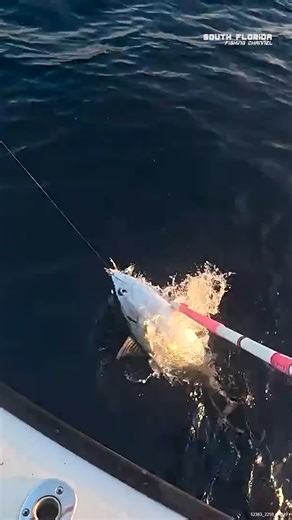 28K views · 351 reactions | Reeling in a BIG Fish #bigfish #catchoftheday #reelitin #nicecatch | South Florida Fishing Channel | Facebook