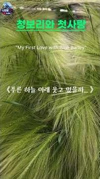 "첫사랑은 잊는 게 아니라 묻어두는 거였습니다" #첫사랑 #청보리 #8090감성 #중년감성 #감성노래 #추억노래 #청춘 #봄노래 #그리움 #첫사랑추억 #사연있는노래 #감성발라드