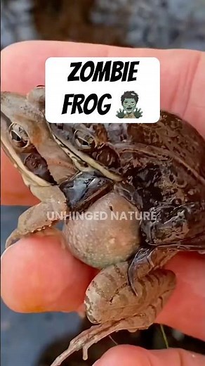 This is nature’s REAL ZOMBIE FROG #woodfrog