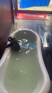 14K views · 674 reactions | Fish overboard  - Bumblebee Jasper This butter flippered pup is available for adoption. For more, visit www.sealrescueireland.org/product/adopt-seal/ | Seal Rescue Ireland | Facebook