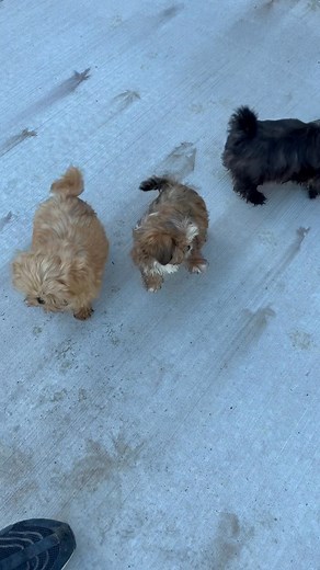 Imperial Royalty Shih-Tzu on Reels