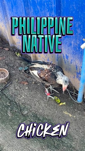 Philippines Native Chicken