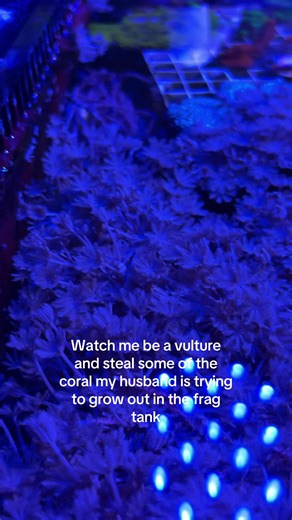 Tadpole the Frogfish 🇨🇦 (@tadpolethefrogfish)’s videos with original sound - Tadpole the Frogfish 🇨🇦