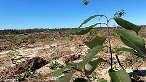 'We support green power': $55 million solar project coming to Houston County