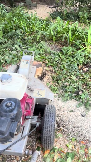 #stumpgrinding #fyp #warriors #losangeles #treeservice | Tree